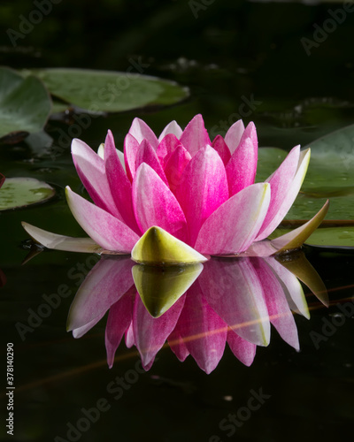 Fotografie Pink water Lily in the pond and its reflection.