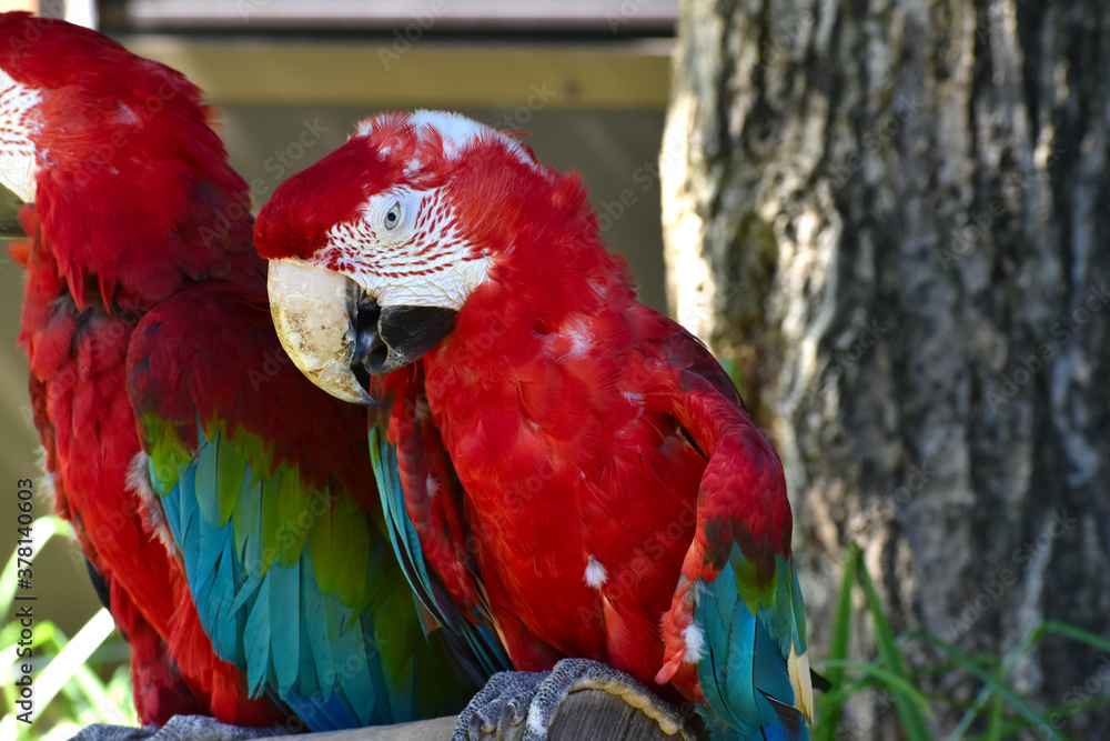 Naklejka premium 木の上にとまるベニコンゴウインコ（Red-and-green macaw）