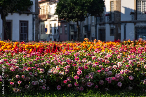 Urban Park With Colourful Flowers, Bokeh Of Flowers & European Apartments In The Background, Braga, Portugal