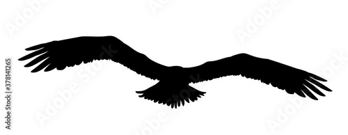 Black silhouette eagle, falcon, hawk or orel isolated on white background. A large predator soar in the air. Clipart icon, graphic simple element for design. Vector illustration.