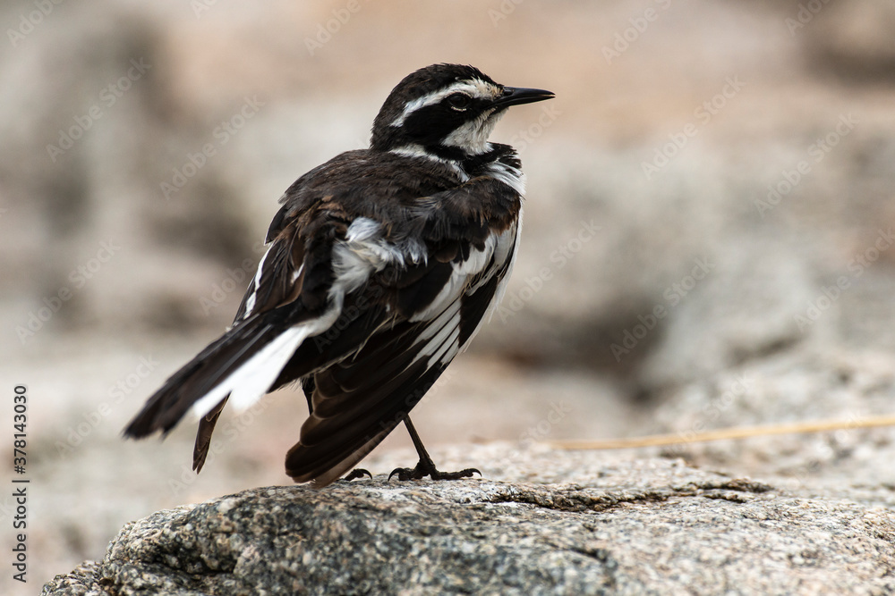 Fototapeta premium Bergeronnette du Cap,.Motacilla capensis, Cape Wagtail
