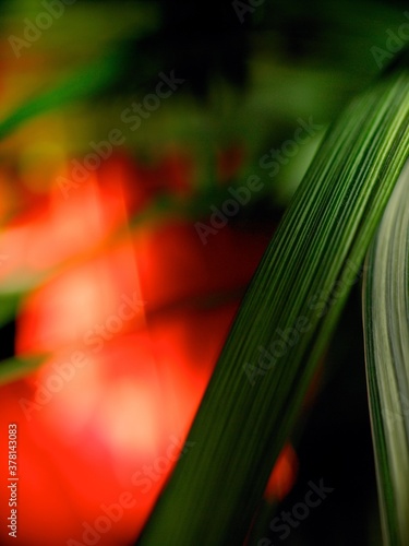 foliage nature dark green background