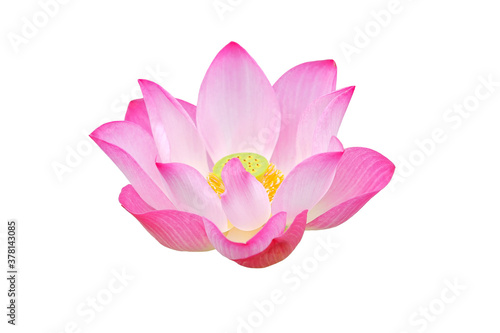 pink lotus flower isolated © Tonanakan