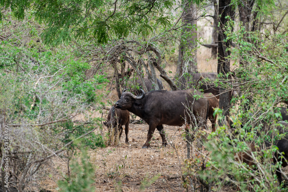 Buffle d'Afrique, Syncerus caffer, Parc national Kruger, Afrique du Sud Buffle d'Afrique, Syncerus caffer, Parc national Kruger, Afrique du Sud