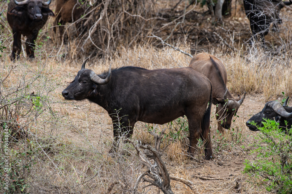 Buffle d'Afrique, Syncerus caffer, Parc national Kruger, Afrique du Sud Buffle d'Afrique, Syncerus caffer, Parc national Kruger, Afrique du Sud