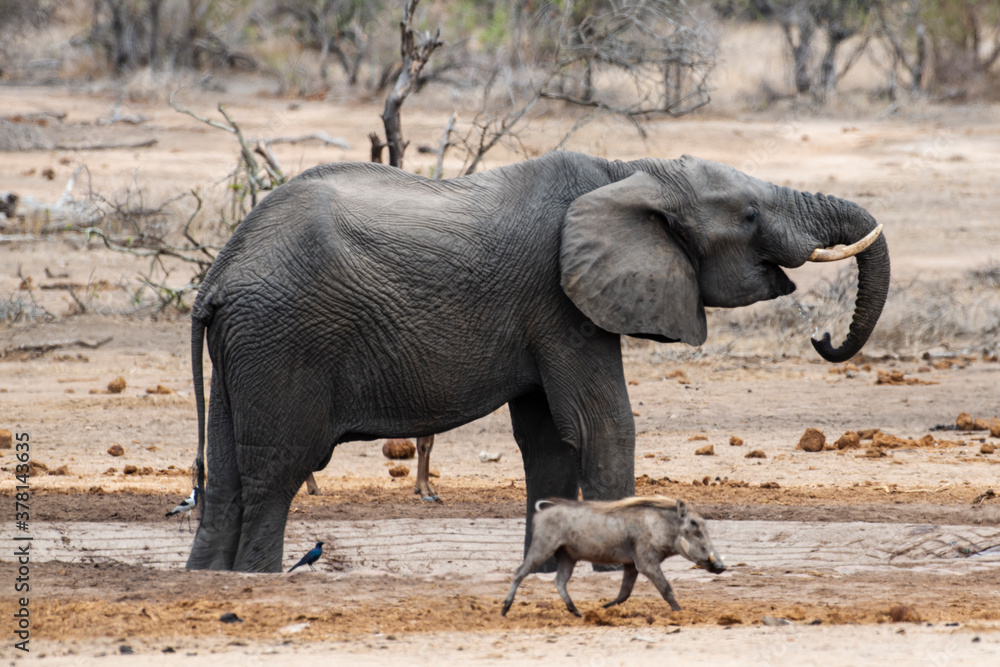 Fototapeta premium Éléphant d'Afrique, Loxodonta africana, Lion, Parc national Kruger, Afrique du Sud