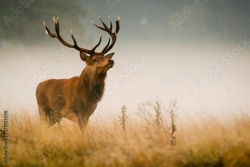 Watching red deer stag in the mist - Cervus elaphus