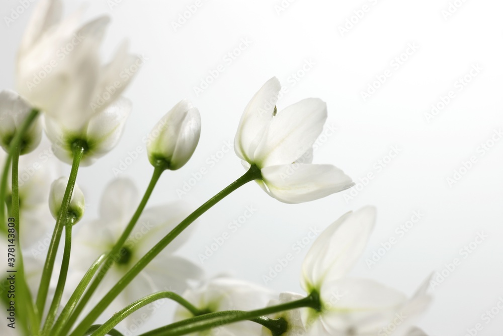 White flower of ornithogalum, isolated on white background White flower of ornithogalum, isolated on white background