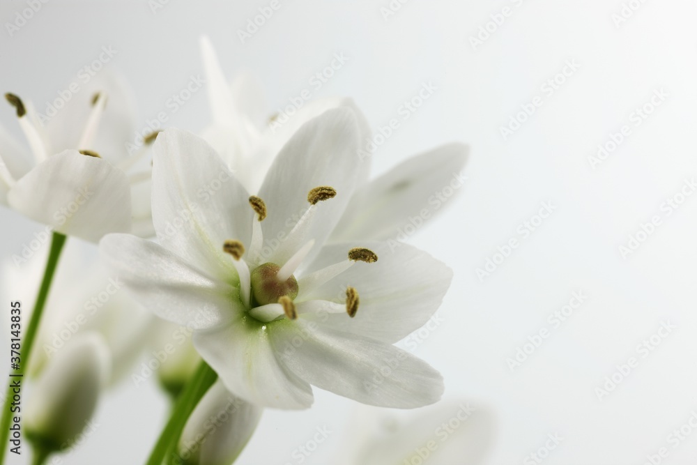 White flower of ornithogalum, isolated on white background White flower of ornithogalum, isolated on white background