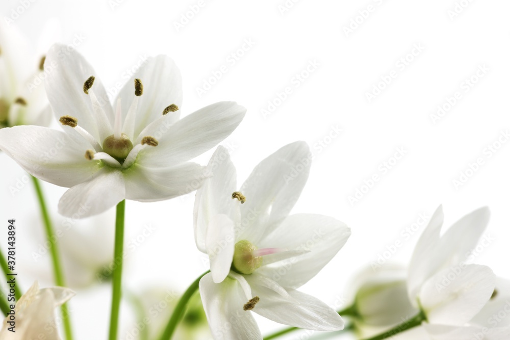 Fototapeta premium White flower of ornithogalum, isolated on white background