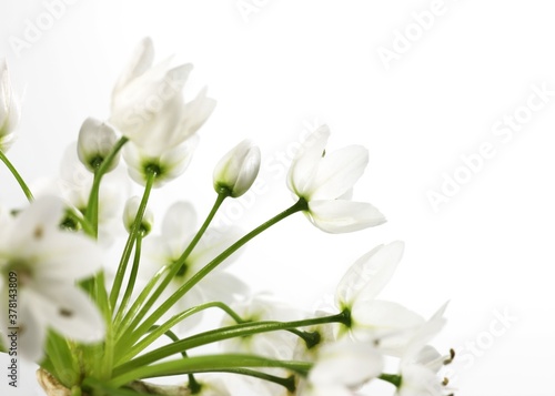 White flower of ornithogalum, isolated on white background