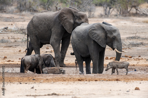 Éléphant d'Afrique, Loxodonta africana, Lion, Parc national Kruger, Afrique du Sud