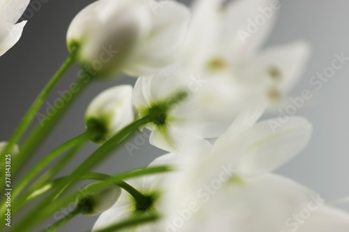 White flower of ornithogalum, isolated on white background