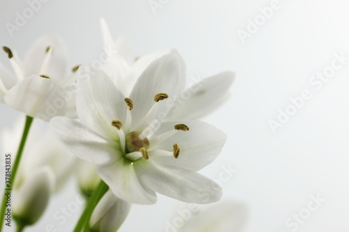 White flower of ornithogalum, isolated on white background