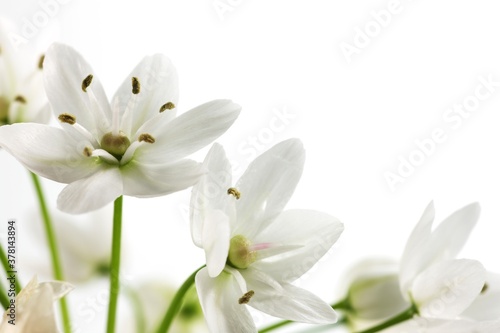 White flower of ornithogalum, isolated on white background © stciel
