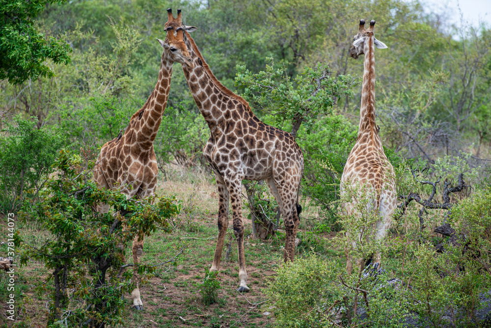 Obraz premium Girafe, Giraffa Camelopardalis, Parc national Kruger, Afrique du Sud