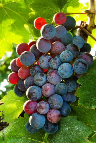 Картината върху платно pinot noir grapes 2