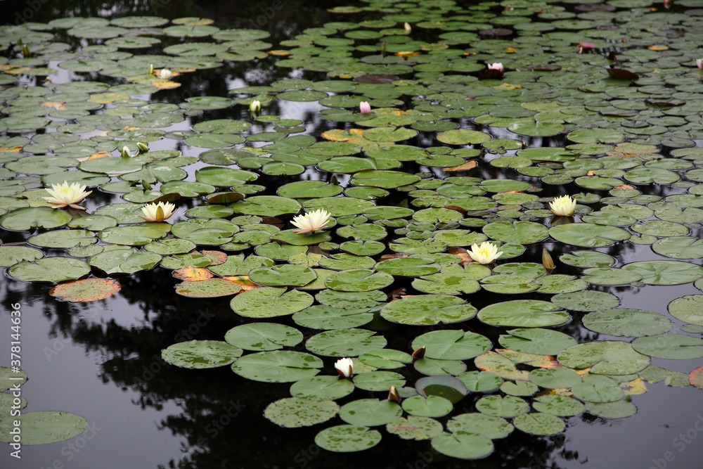 beautiful lotus flower on the water after rain in garden. beautiful lotus flower on the water after rain in garden.