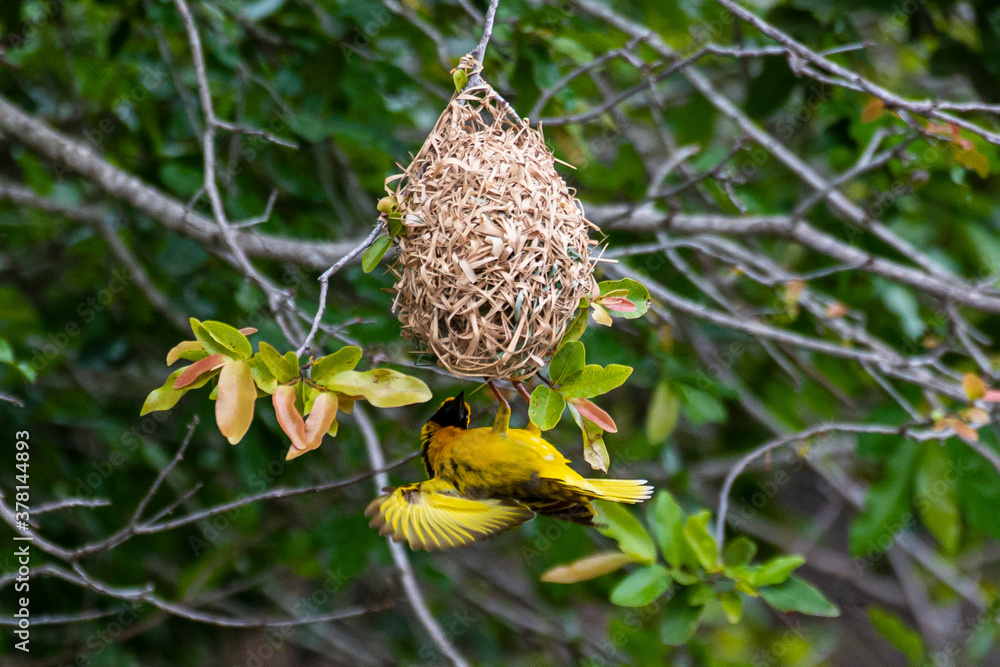 Tisserin intermédiaire,
Ploceus intermedius, Lesser Masked Weaver Tisserin intermédiaire,
Ploceus intermedius, Lesser Masked Weaver