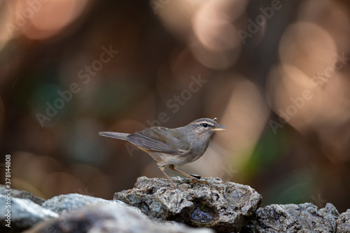 Dusky Warbler photo