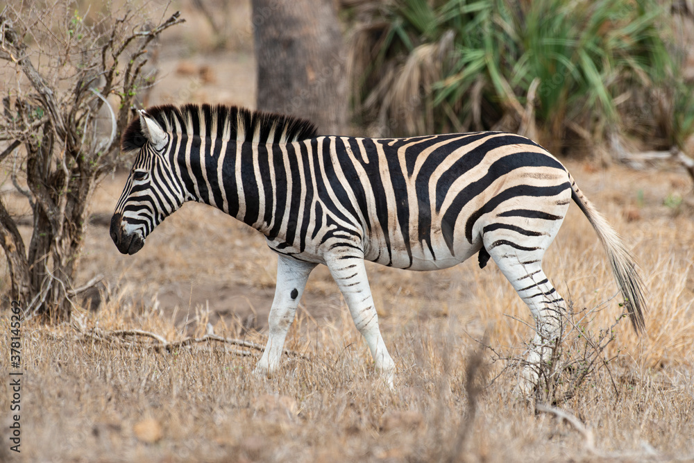 Obraz premium Zèbre de Burchell, Equus quagga, Parc national Kruger, Afrique du Sud