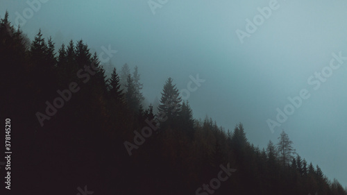 tall spruce trees in the foggy forest . Mystical mountains landscape background. copy space. banner
