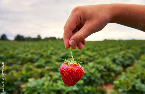 A child holds a freshly picked red strawberry in his hand. With a blurry strawberry field in the background.