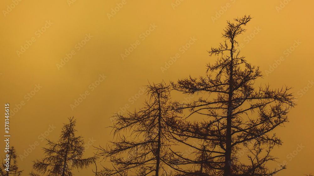 Red Sunset Through The Burnt old Trees Of A Forest After A Fire. copy space