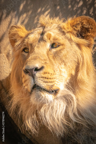 portrait of a majestic male lion