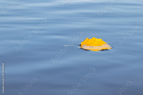 Autumn. Yellow leaf in water. Autumn mood.