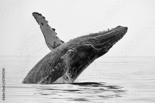 Leinwand Poster Humpback whale, breach Straight of Georgia (Salish Sea), near Campbell River, BC