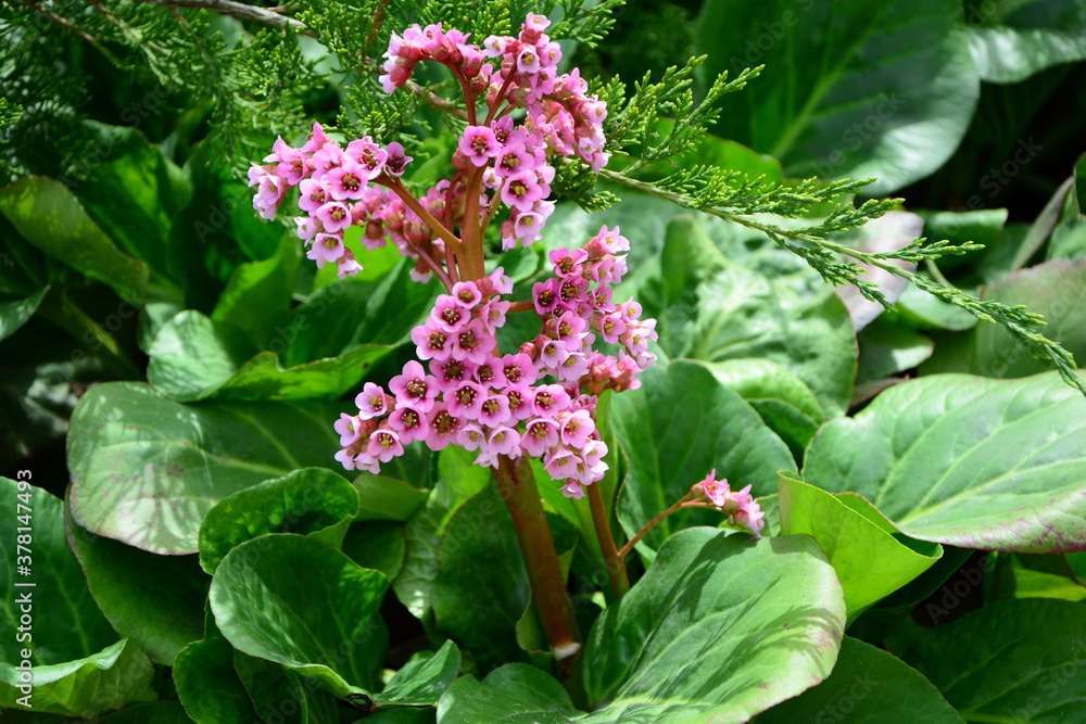 Delicate pink flowers of bergenia bloom in the garden in early spring. Delicate pink flowers of bergenia bloom in the garden in early spring.