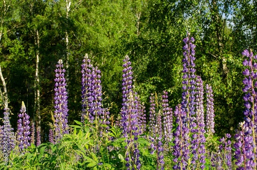 Blue lupins grow in a field among trees