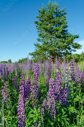Blue lupins grow in a field among trees
