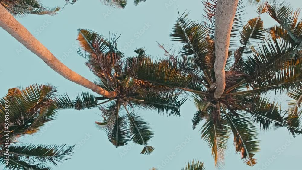 Bottom view shoot of beautiful palm trees with coconuts on the tropical island during summer vacation exotical paradise. View of palm trees against cloudy sky at sunset light. Bottom view shoot of beautiful palm trees with coconuts on the tropical island during summer vacation exotical paradise. View of palm trees against cloudy sky at sunset light.