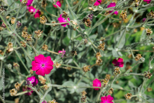 Lychnis Atrosanguinea a magenta red herbaceous springtime summer flower plant