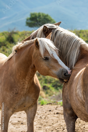 horse in the field