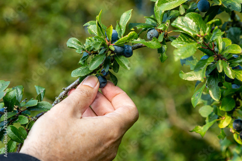 Sloe Picking in Autumn