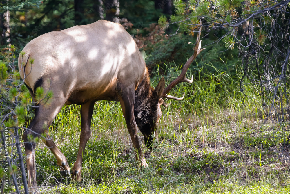 Fototapeta premium An elk feeding along the highway in Jasper National Park
