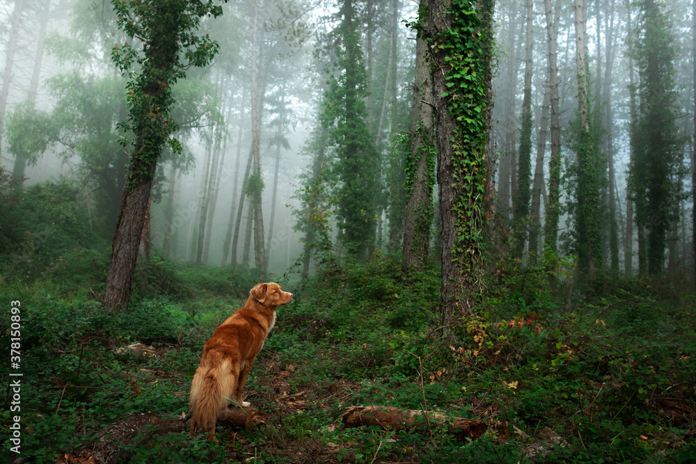 Naklejka premium dog in foggy forest. Nova Scotia Duck Tolling Retriever in nature.