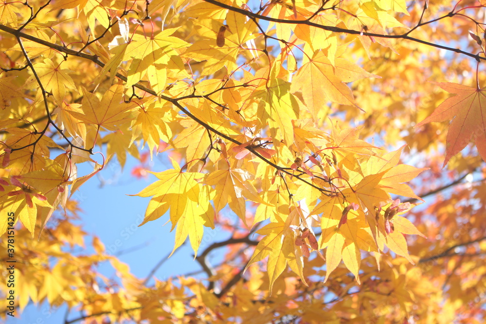 Beautiful and cute golden maple leaves against blue sky, wallpaper background, Karuizawa, Japan, Asia Beautiful and cute golden maple leaves against blue sky, wallpaper background, Karuizawa, Japan, Asia