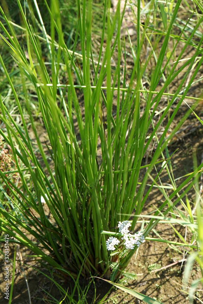 Wasserpflanze mit Blume Wasserpflanze mit Blume
