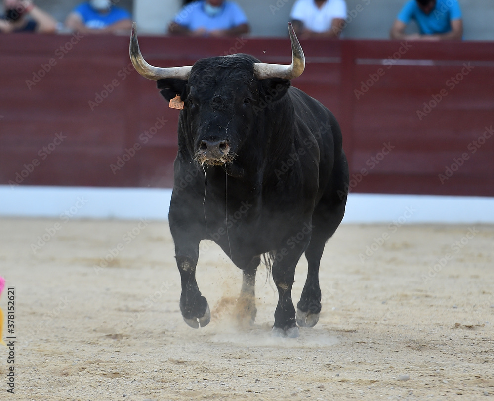 gran toro español en una plaza de toros gran toro español en una plaza de toros