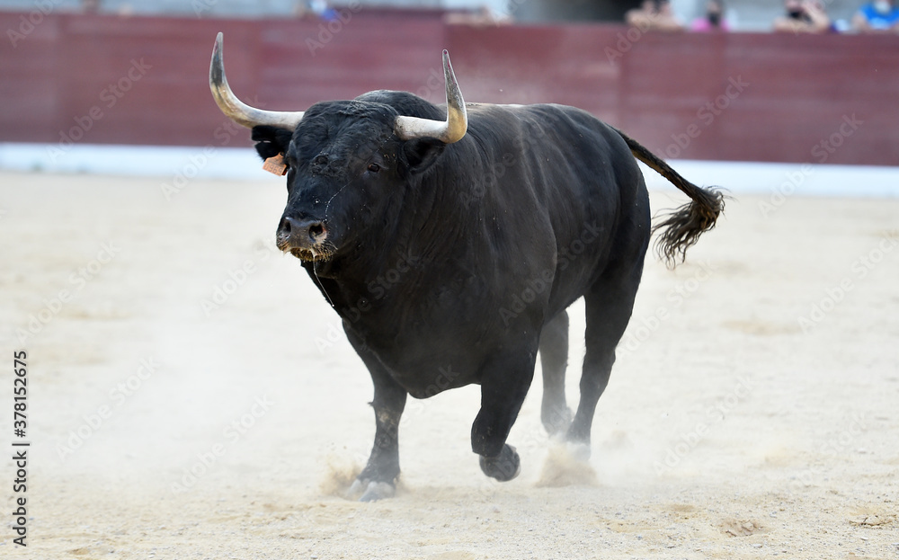 big bull with big horns on the spanish bullring big bull with big horns on the spanish bullring