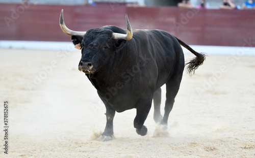 big bull with big horns on the spanish bullring