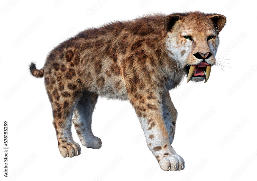 3D Rendering Sabertooth Tiger on White 3D Rendering Sabertooth Tiger on White