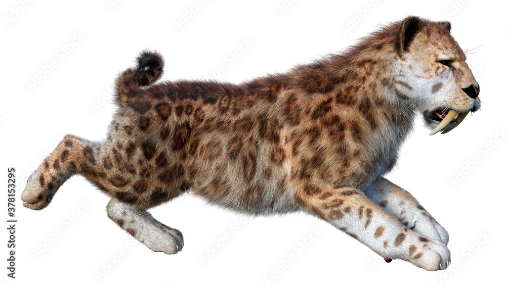3D Rendering Sabertooth Tiger on White 3D Rendering Sabertooth Tiger on White