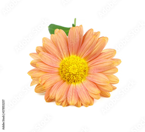 A flower of chrysanthemum isolated on a white background. An orange Dendranthema