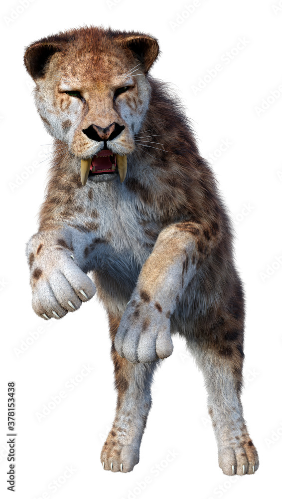Obraz premium 3D Rendering Sabertooth Tiger on White