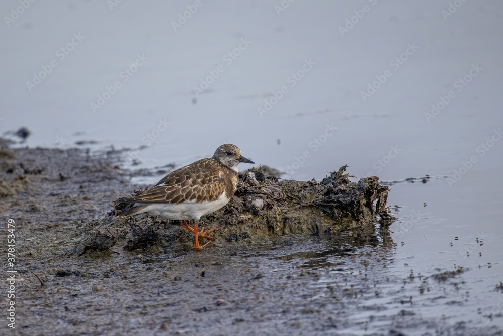Foraging Ruddy turnstone wading bird Arenaria interpres along the shoreline